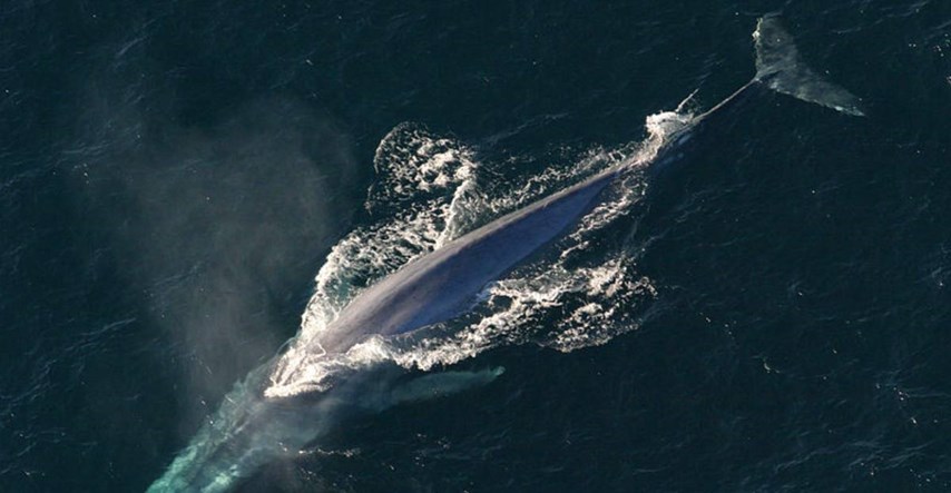 Izmjereni otkucaji srca plavetnog kita, ponekad ono kuca samo dva puta u minuti